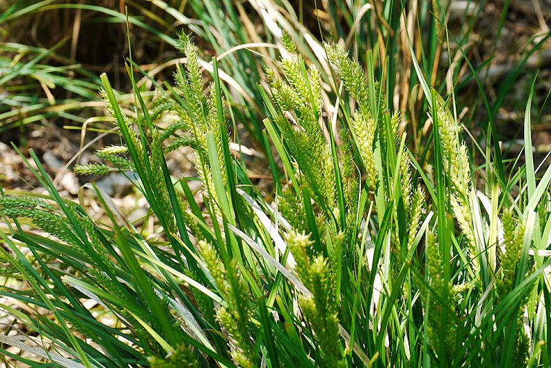 File:Carex metallica husasg03.jpg