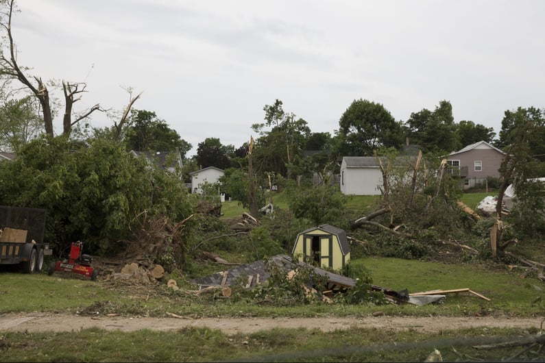 Major tree loss